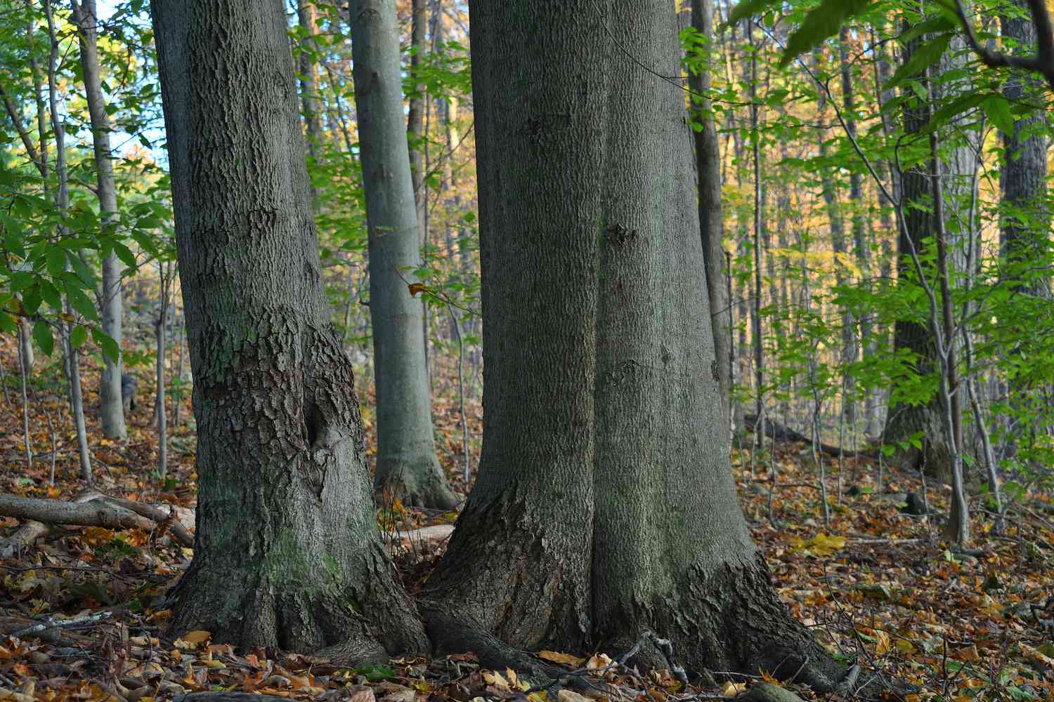 Background Image of people